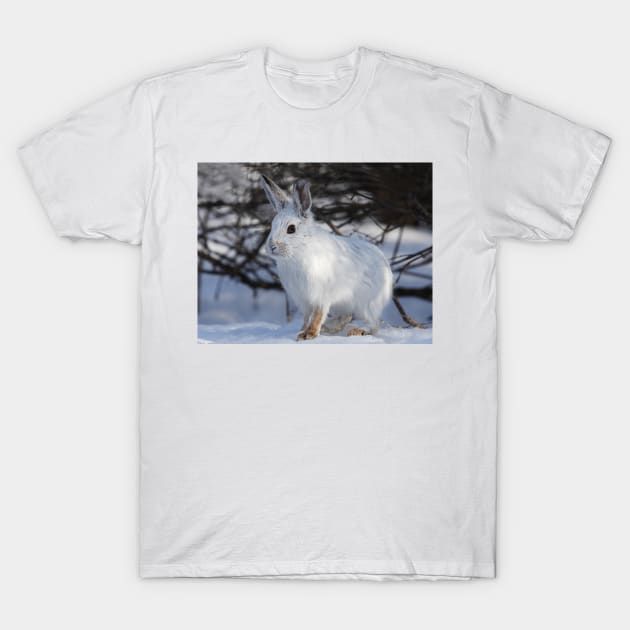 Snowshoe hare T-Shirt by Jim Cumming